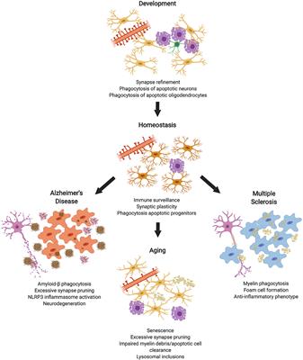 Corrigendum: Phagocytosis in the Brain: Homeostasis and Disease